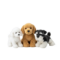 Peluches chiens - Toys Galaxy